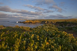 Piedras Blancas Lighthouse on the Big Sur Coastline, Californai, USA