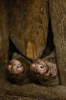 Images Dated 29th May 2006: Pig snouts under door. Naxi Village near Lijiang. Yunnan Province, CHINA