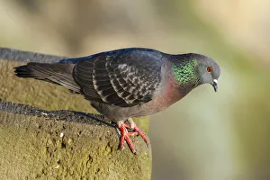 Pigeon Prints: Pigeon perched on a stone wall