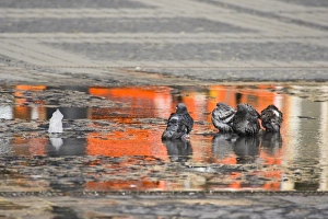 Images Dated 13th July 2007: Pigeons bathing is the water of a fountain in The Large Square, Sibiu, Romania, Eastern