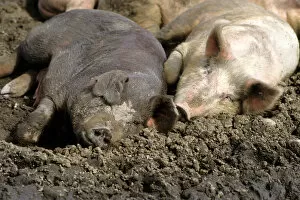 Images Dated 7th June 2007: Pigs laying in the mud