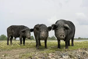 Images Dated 18th May 2006: The pigs of Maliuc, Domestic animals often roam free and look for food in the vicinity