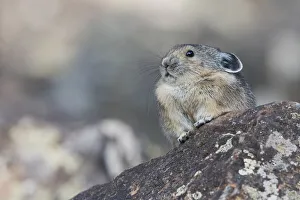 Images Dated 22nd January 2021: Pika, at his lookout