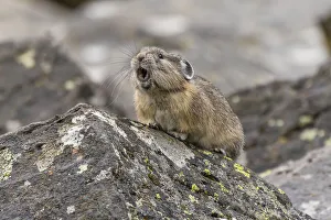 Pika Prints: Pika, Ochotona princeps, Yellowstone National Park, Wyoming