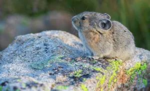 Images Dated 16th January 2023: Pika portrait in late light, Colorado, USA