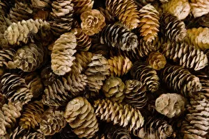 Pile of female pine cones. Credit as: Don Paulson / Jaynes Gallery / DanitaDelimont