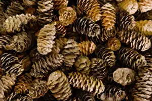 Pine Cone Prints: Pile of female pine cones. Credit as: Don Paulson / Jaynes Gallery / DanitaDelimont
