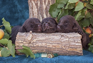 Asleep Prints: Pile of Sleeping Labrador Retriever Puppies, Phelan, California