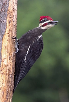 Wood Pecker Prints: Pileated Woodpecker, Dryocopus pileatus, Central Pennsylvania
