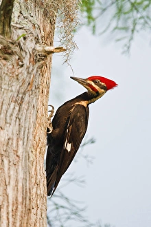 Images Dated 7th May 2010: Piliated Woodpecker (Dryocopus pileatus) female peched on bald cypress, Caddo Lake, Texas