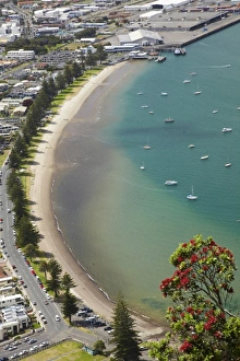 Mount Maunganui Prints: Pilot Bay, Mount Maunganui and Pohutakawa Tree, Tauranga, Bay of Plenty, North Island
