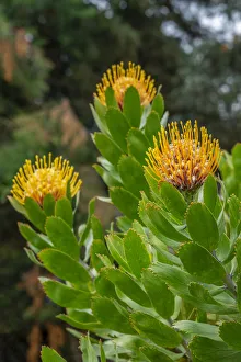 Pincushion flower