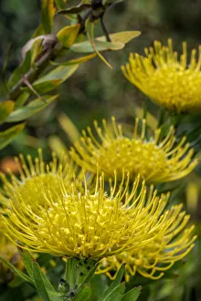 Pincushion flower