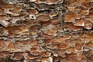 Palm Springs Prints: Pine Bark pattern, California