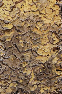Bark Prints: Pine bark pattern Yosemite National Park, California