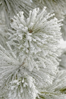 Images Dated 31st January 2016: Pine bough with heavy frost crystals, Kalispell, Montana