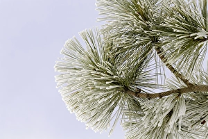 Crystal Prints: Pine bough with heavy frost crystals, Kalispell, Montana