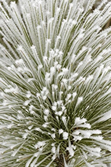 Images Dated 31st January 2016: Pine bough with heavy frost crystals, Kalispell, Montana