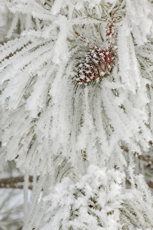 Images Dated 2nd February 2016: Pine bough with heavy frost crystals, Kalispell, Montana