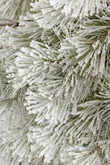 Images Dated 2nd February 2016: Pine bough with heavy frost crystals, Kalispell, Montana