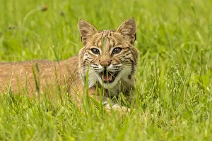 Pine County Prints: Pine County. Captive bobcat. Credit as: Cathy and Gordon Illg / Jaynes Gallery / DanitaDelimont