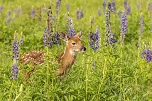Pine County Prints: Pine County. Captive fawn. Credit as: Cathy and Gordon Illg / Jaynes Gallery / DanitaDelimont