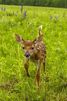 Pine County. Captive fawn. Credit as: Cathy and Gordon Illg / Jaynes Gallery / DanitaDelimont
