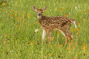 Pine County. Captive fawn. Credit as: Cathy and Gordon Illg / Jaynes Gallery / DanitaDelimont