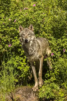 Pine County Prints: Pine County. Captive gray wolf adult. Credit as: Cathy and Gordon Illg / Jaynes Gallery