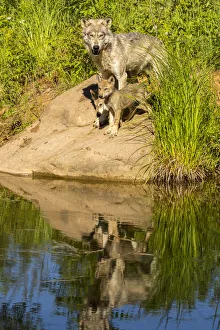 Minnesota Prints: Pine County. Captive gray wolf and cubs. Credit as: Cathy and Gordon Illg / Jaynes