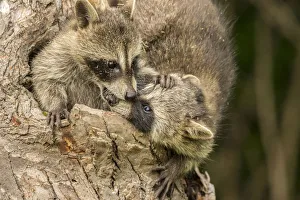 Pine County. Captive raccoon babies. Credit as: Cathy and Gordon Illg / Jaynes Gallery