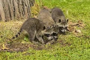 Pine County Prints: Pine County. Captive raccoon babies. Credit as: Cathy and Gordon Illg / Jaynes Gallery