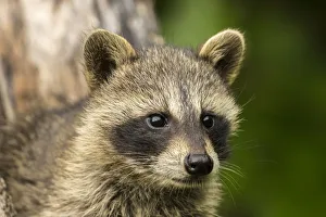 Pine County Prints: Pine County. Captive raccoon baby close-up
