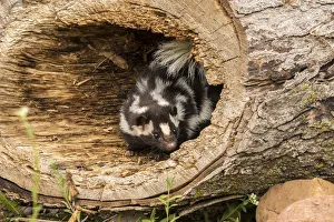 Pine County Prints: Pine County. Captive spotted skunk. Credit as: Cathy and Gordon Illg / Jaynes Gallery