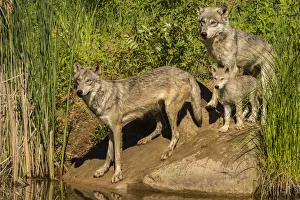 Pine County Prints: Pine County. Gray wolf family. Credit as: Cathy and Gordon Illg / Jaynes Gallery / DanitaDelimont