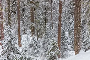 Images Dated 3rd March 2018: Pine forest after snowfall in the Stillwater State Forest near Whitefish, Montana, USA