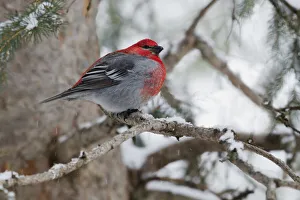 Survival Prints: Pine Grosbeak, winter survivor