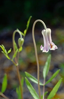 Butter Cup Prints: Pine-hyacinth in bloom, Clematis baldwinii, Sumter County, Florida