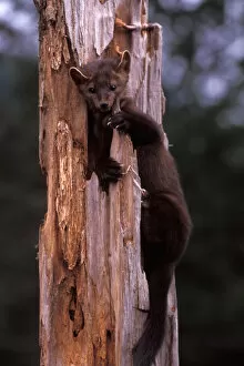 pine marten, Martes americana, in a dead tree at the foothills of the Takshanuk mountains