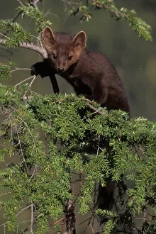 pine marten, Martes americana, in a tree at the foothills of the Takshanuk mountains