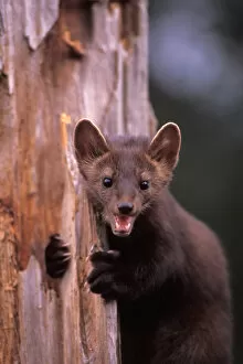 Images Dated 10th November 2005: pine marten, Martes americana, in a tree at the foothills of the Takshanuk mountains