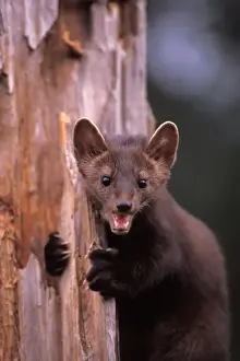 pine marten, Martes americana, in a tree at the foothills of the Takshanuk mountains