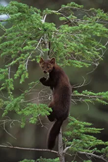 pine marten, Martes martes, climbing in a tree, Takshanuk mountains, northern southeast