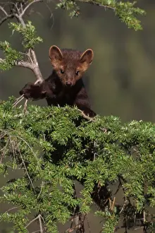 pine marten, Martes martes, in a tree in the foothills of the Takshanuk mountains