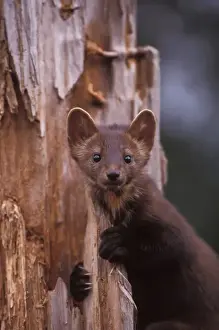 pine marten, Martes martes, in a tree in the foothills of the Takshanuk mountains