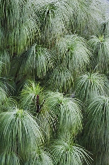 Bhutanese Prints: Pine needles swaying in wind, Bhutan