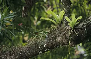 Bromeliad Prints: Pine Pink, Bletia purpurea, blooming on Mango Tree(Mangifera indica) with Bromeliads