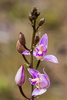 Images Dated 2019 October: Pine Pink orchid in bloom