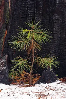 Sierras Prints: Pine seedling and burned trunk in winter, Yosemite National Park, California USA