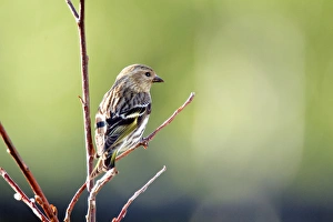 Richard Wright Prints: A Pine Sisken (Carduelis pinus)